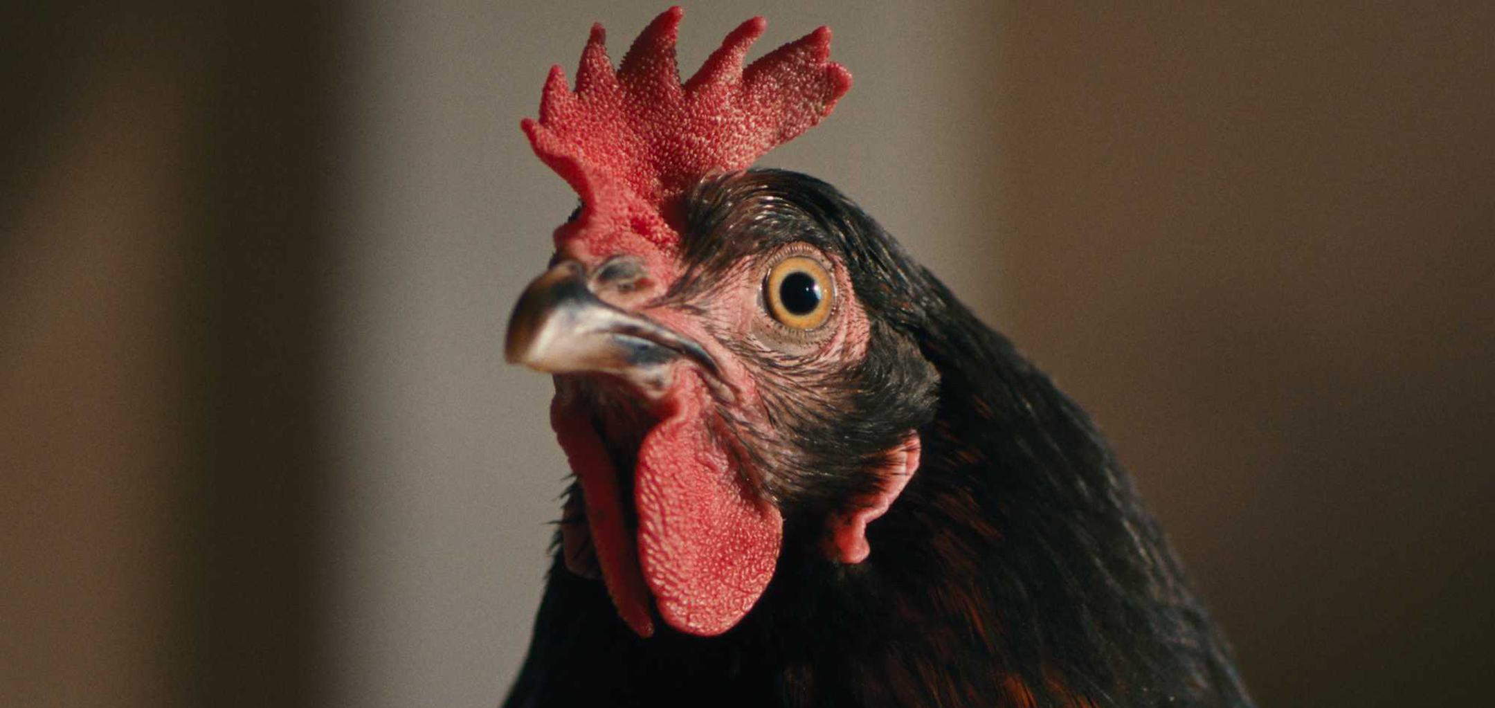 Hen 2160x1023