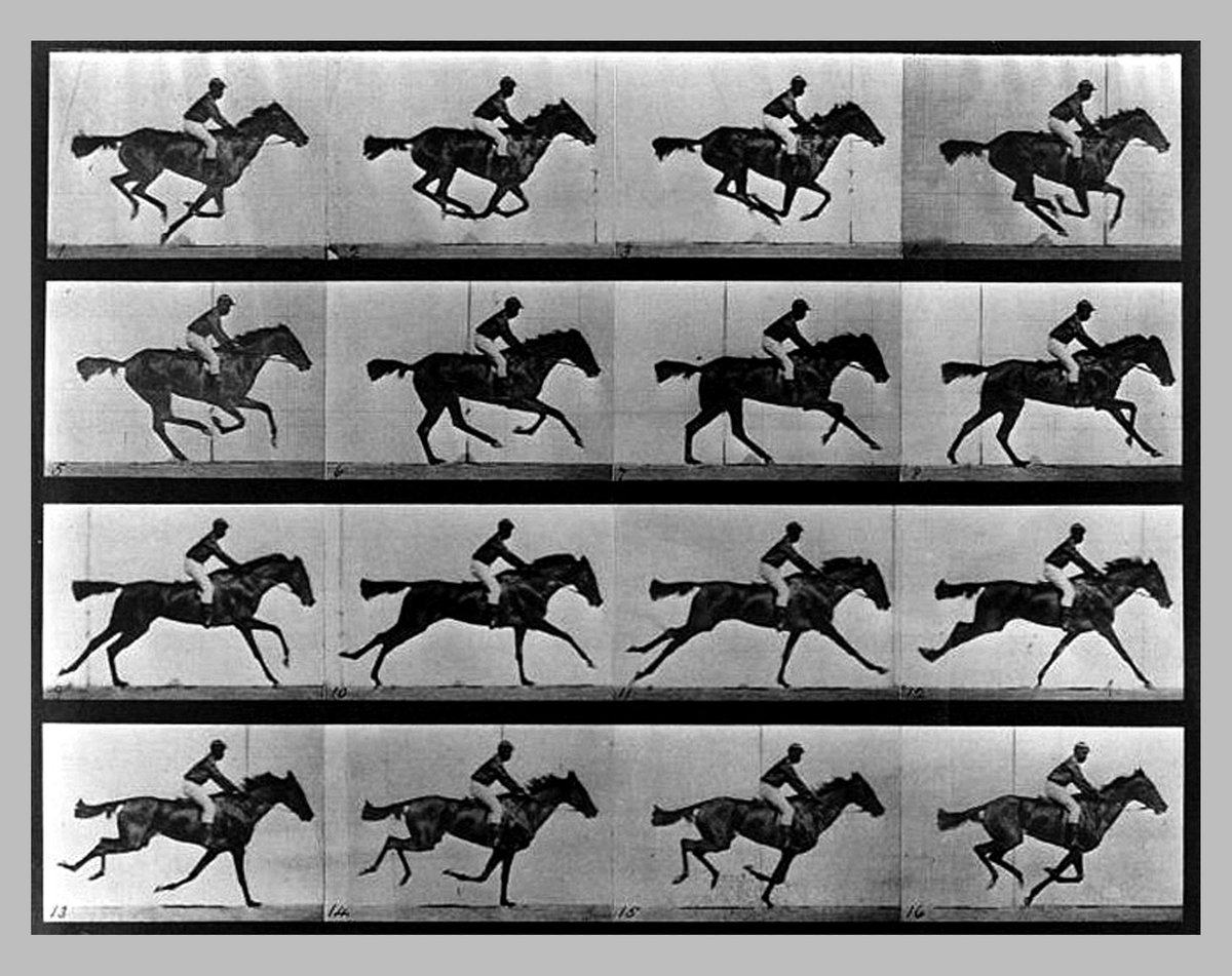 Sequential photographs
Motion Studies: Horse