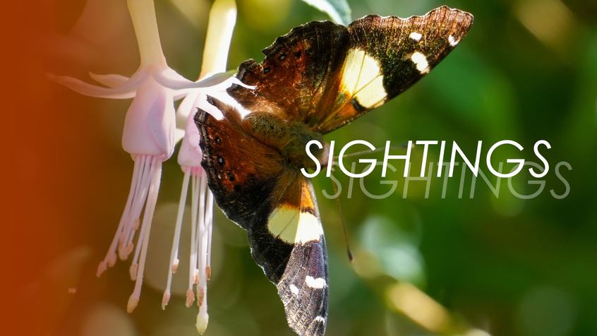 Sightings 1 Admiral copy