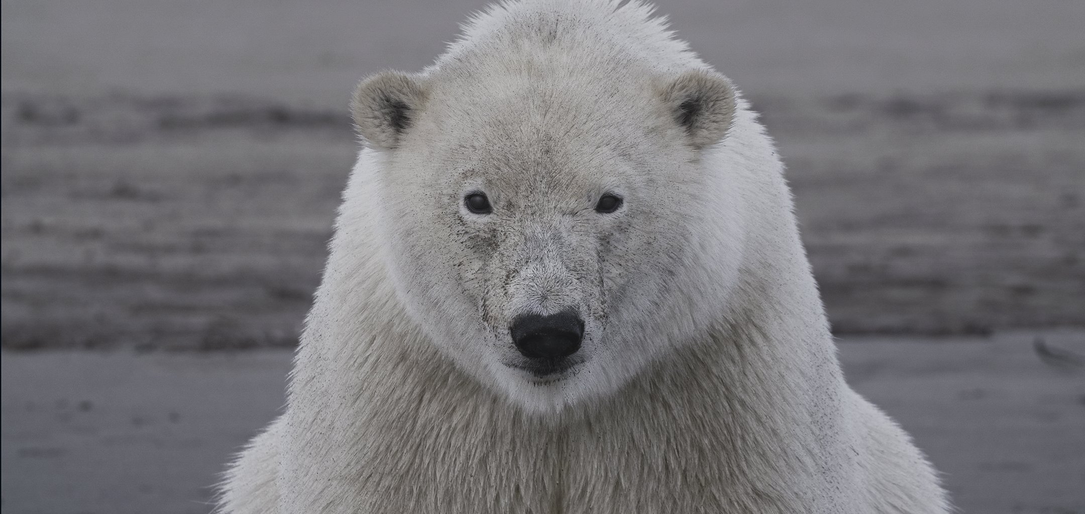 Trade Secret (2160x1023)