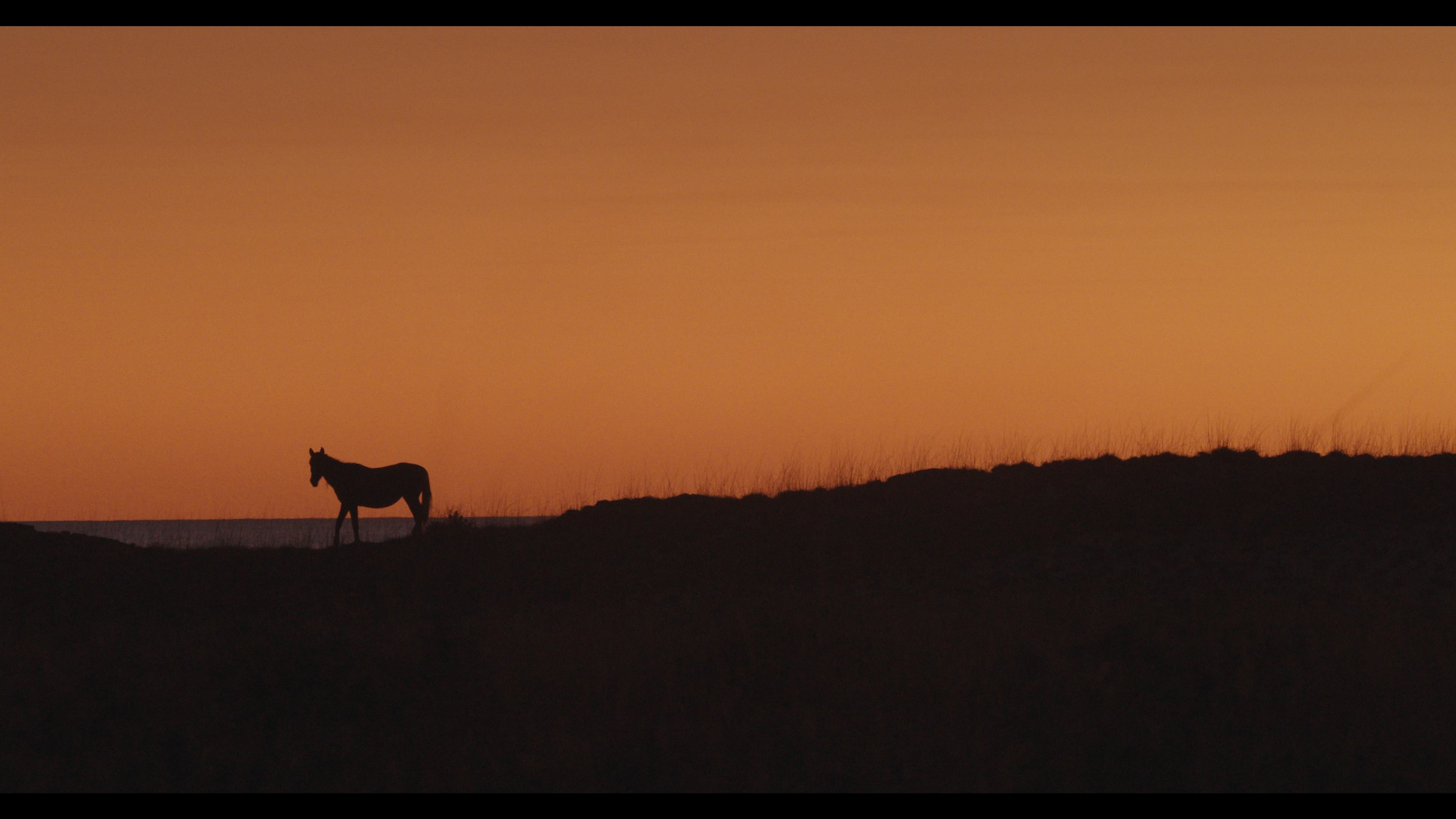Guided by Horses