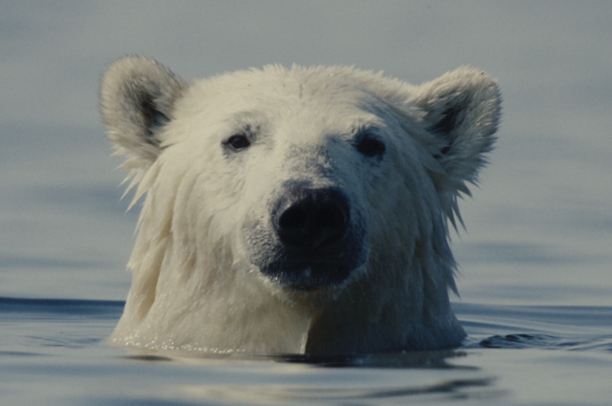 Nuisance Bear