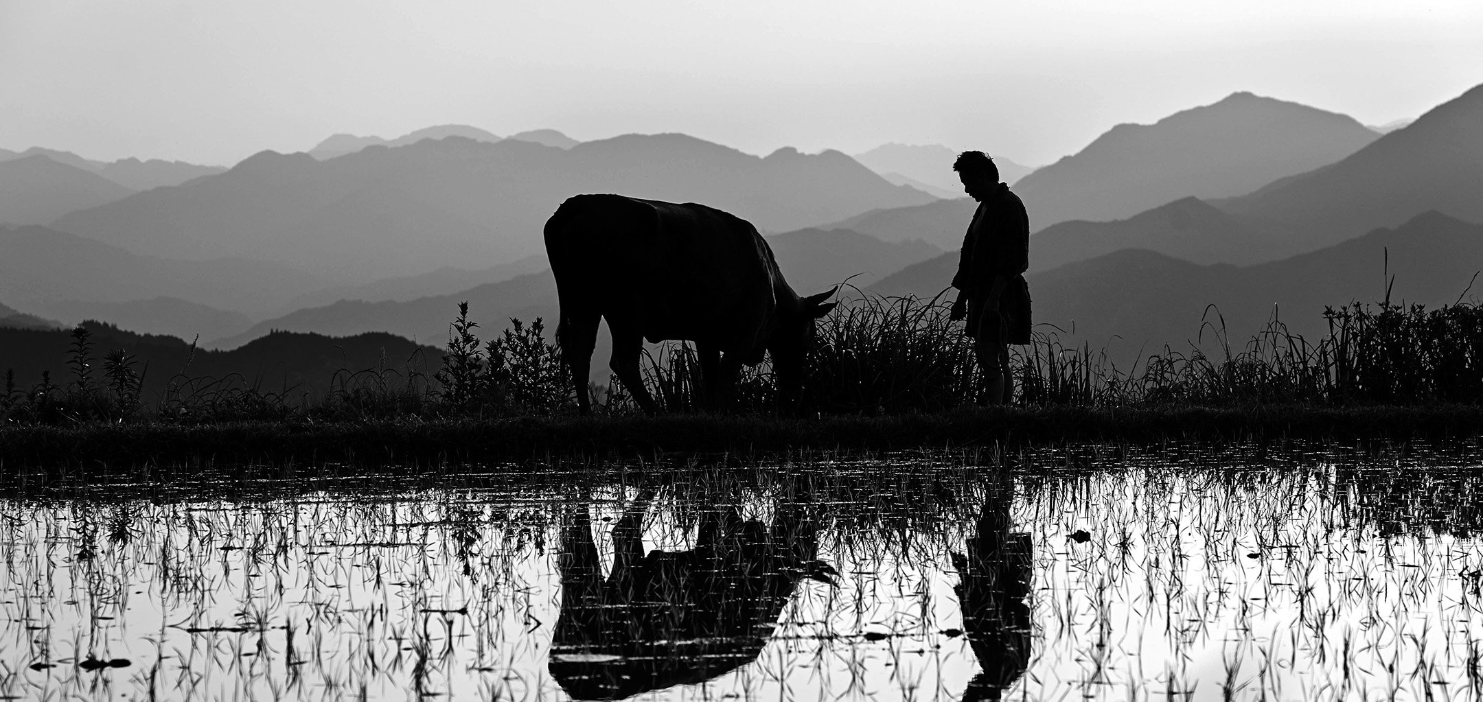 web - black-ox-036067_14658
