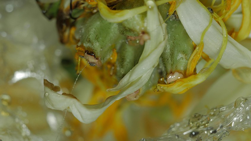 Social - Closeup of wet plant - detail - Spawn by Laura Duffy
