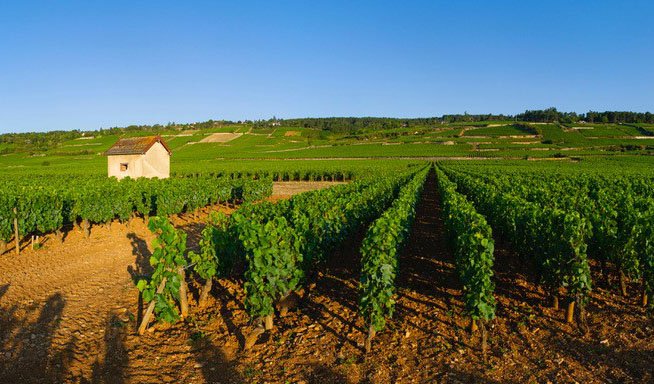 A wide shot of a leafy vineyard with a cottage in the left background and a blue sky