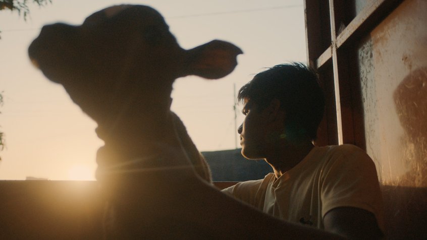 Boy holding a calf at sunset - still from Holy Cowboys - MIFF70