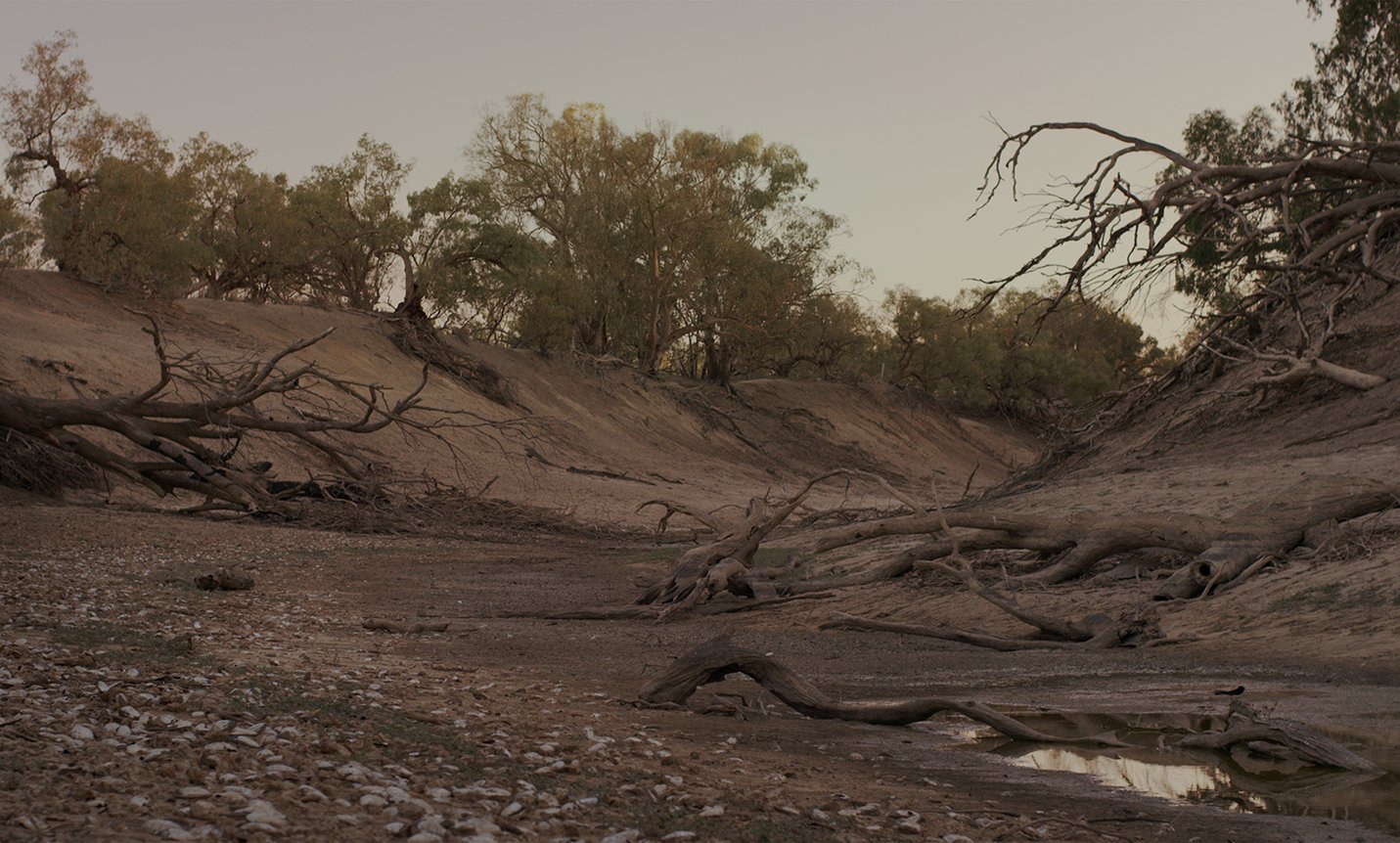 Hundreds of exposed fresh water mussels at one of the deepest points of the Barka-Darling river, a curve near Buda station