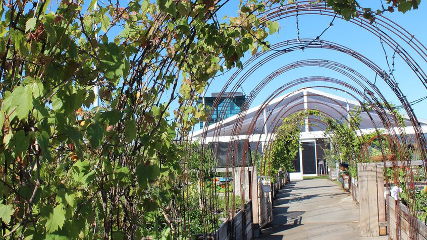 Melbourne vegetable garden with trellis