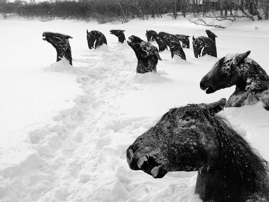 My Winnipeg - horse heads still