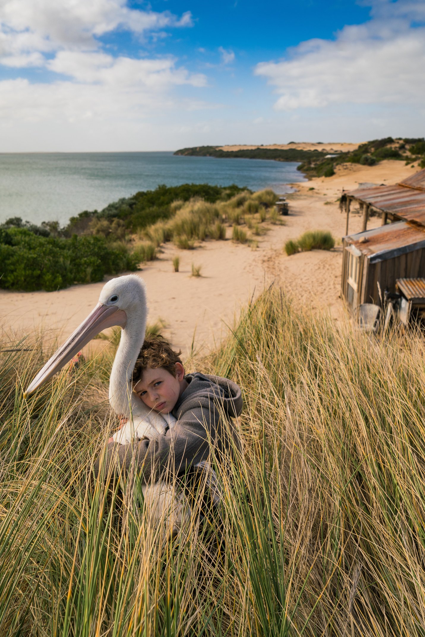 Still from the film Storm Boy. A young boy sitting in tall grass with his arms around a pelican, with a view of the coast and ocean in the background.