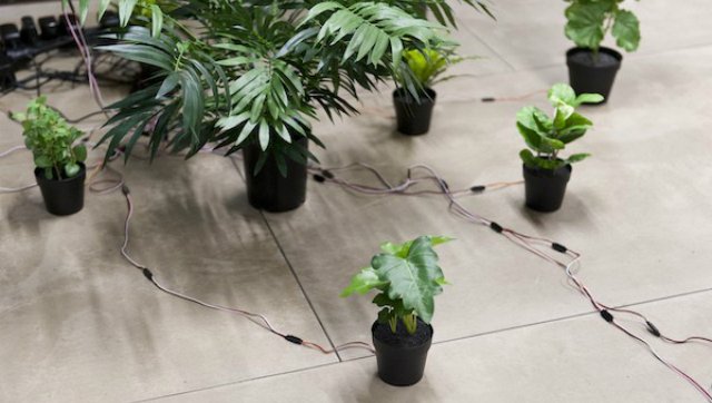 Tully Arnot Epiphytes work in progress - plants