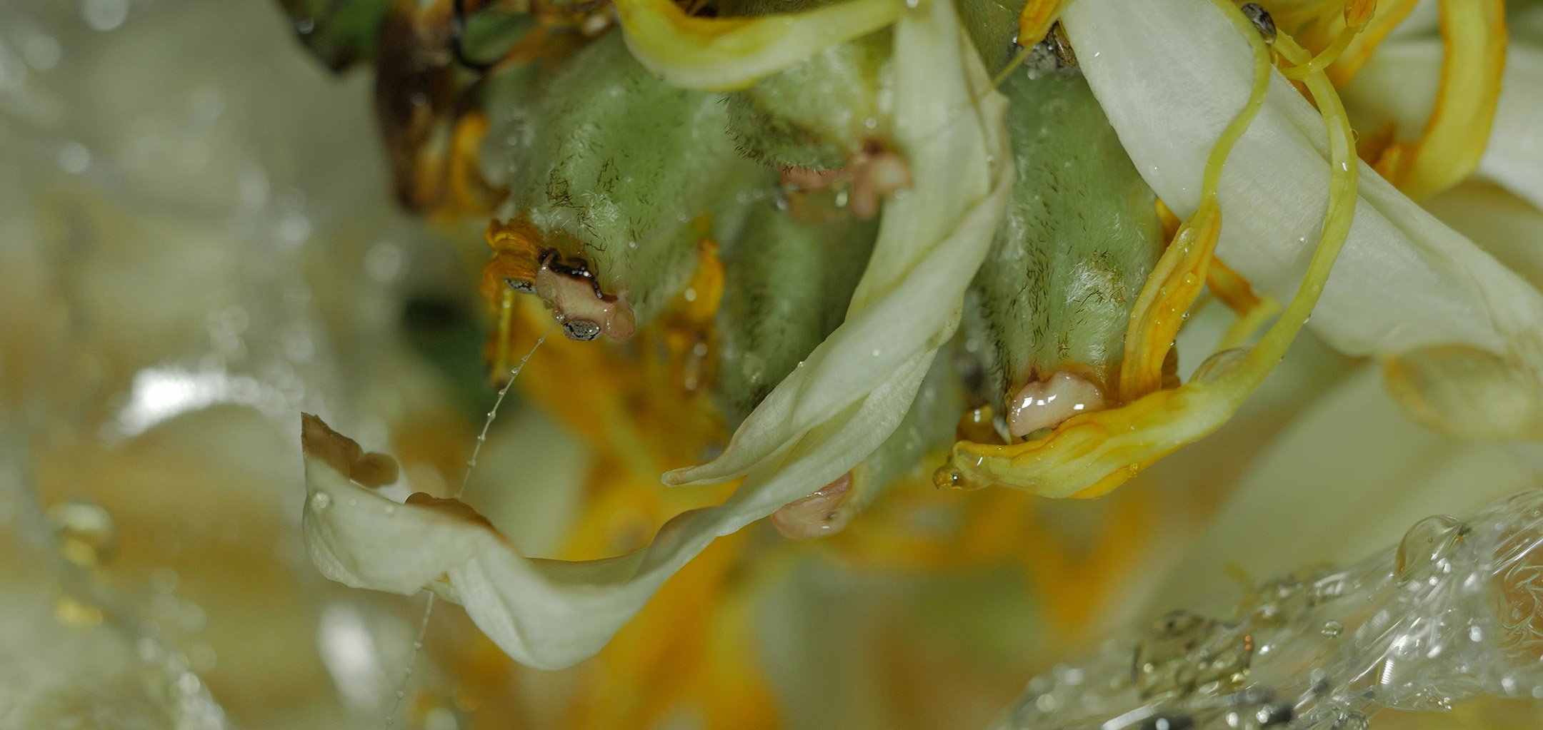 Closeup of wet plant - detail - Spawn by Laura Duffy