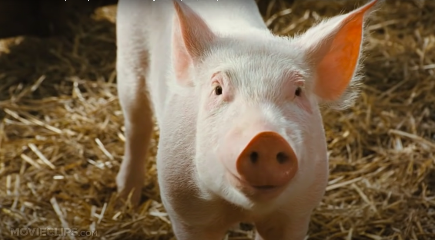 Charlotte's Web learning resource | ACMI: Your museum of screen culture